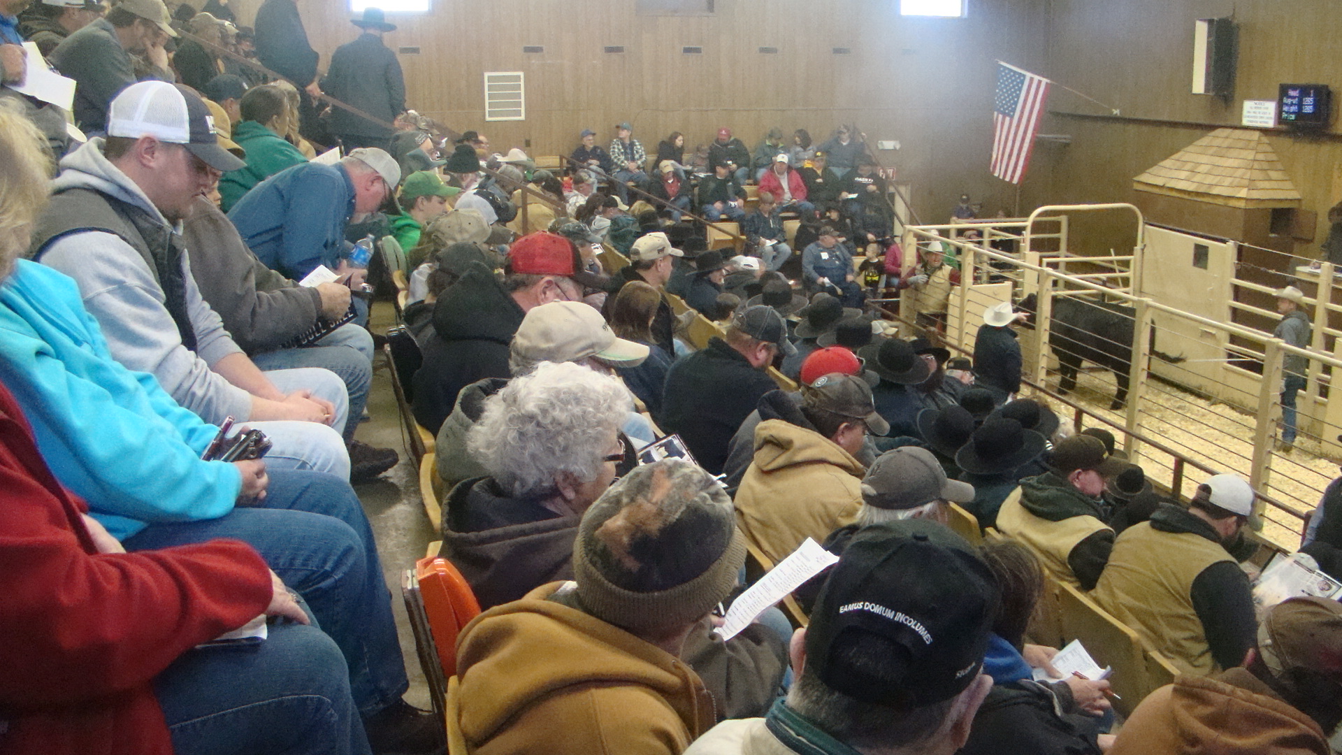 Lamoni Livestock Auction We treat you like family