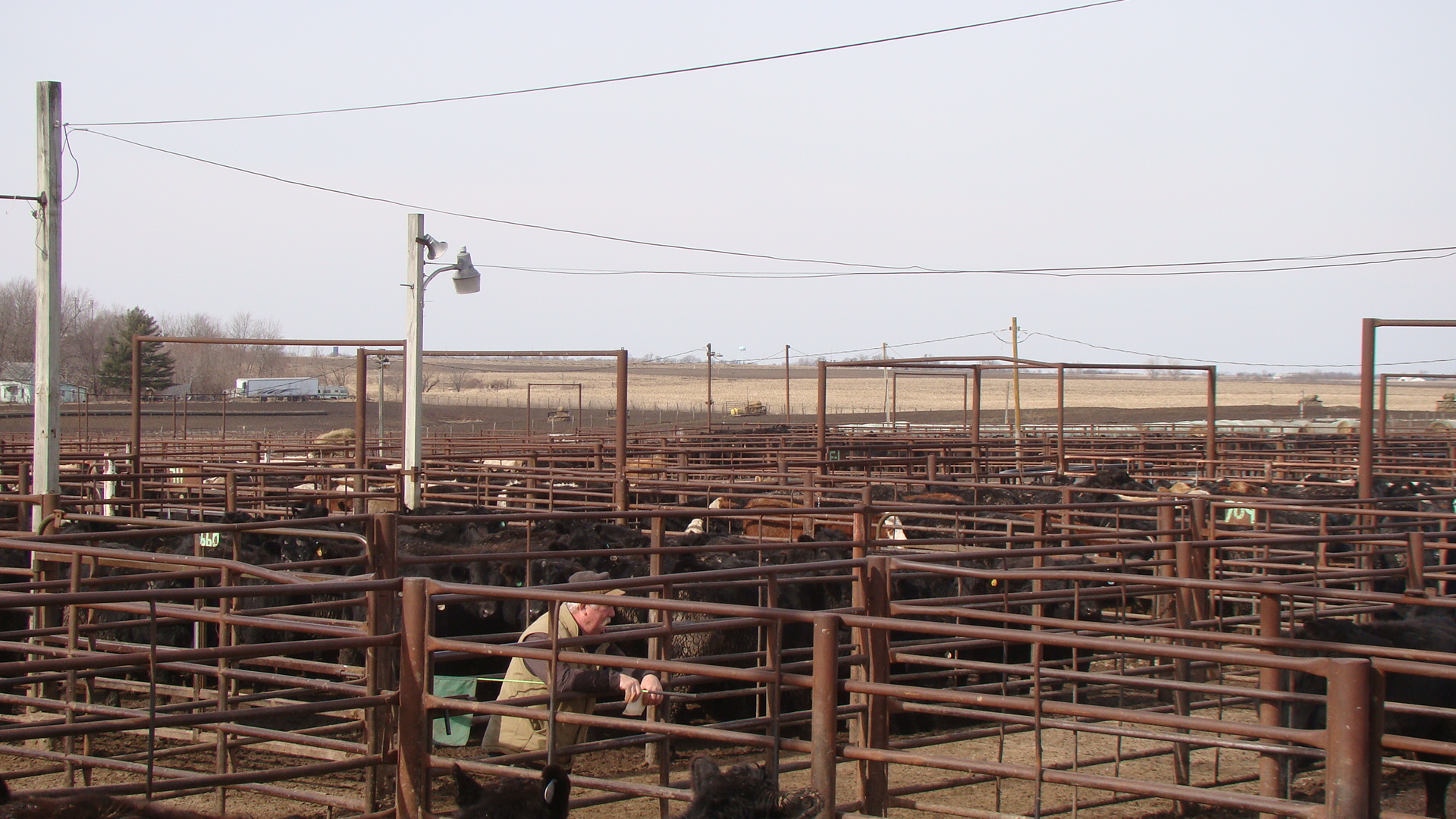 Lamoni Livestock Auction We treat you like family